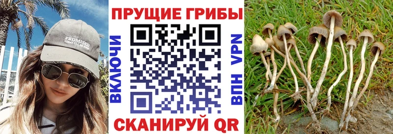 Псилоцибиновые грибы прущие грибы  Купить закладки  Мегион 